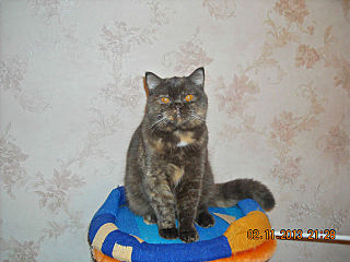 click for enlarge 640 X 480 47.8 Kb picture