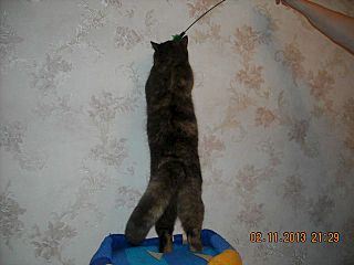 click for enlarge 640 X 480 38.8 Kb picture