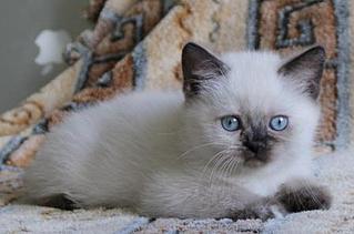 click for enlarge 448 X 296 33.2 Kb picture