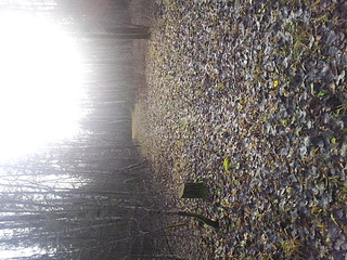 click for enlarge 1920 X 1440 475.0 Kb picture