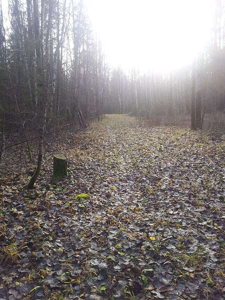 click for enlarge 1440 X 1920 456.0 Kb picture