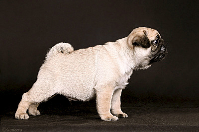 click for enlarge 800 X 532 284.1 Kb picture