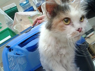 click for enlarge 604 X 453 83.7 Kb picture