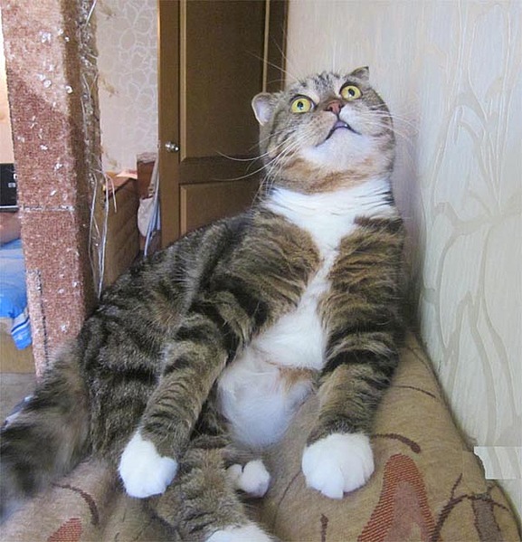click for enlarge 600 X 623 81.4 Kb picture