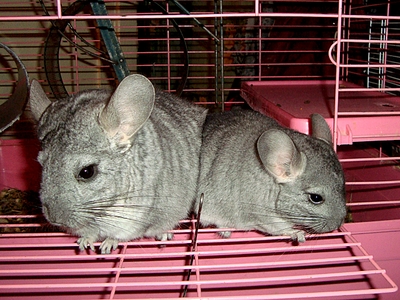 click for enlarge 1320 X 990 165.7 Kb picture