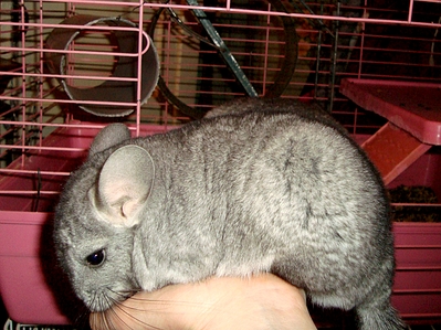 click for enlarge 1274 X 956 944.7 Kb picture