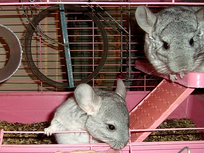 click for enlarge 1274 X 956 981.4 Kb picture