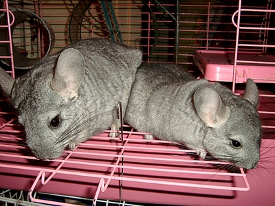 click for enlarge 1320 X 990 165.3 Kb picture