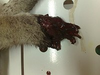 click for enlarge 604 X 453 45.1 Kb picture