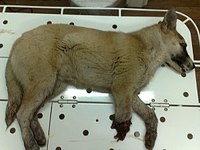 click for enlarge 604 X 453 47.0 Kb picture