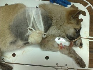 click for enlarge 604 X 453  56.2 Kb picture