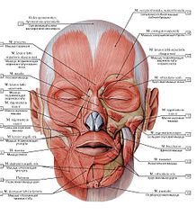 click for enlarge 530 X 582 70.8 Kb picture