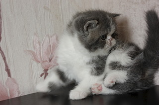 click for enlarge 1920 X 1280 383.4 Kb picture