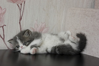 click for enlarge 1920 X 1280 484.6 Kb picture