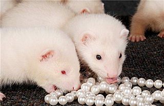 click for enlarge 640 X 412 46.0 Kb picture