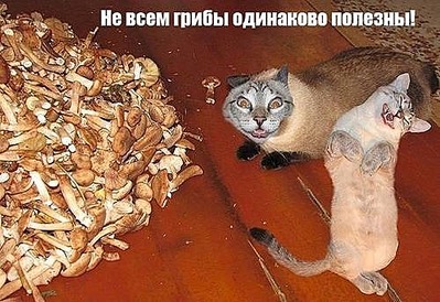 click for enlarge 500 X 343 502.5 Kb picture