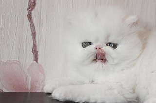 click for enlarge 1920 X 1280 305.2 Kb picture