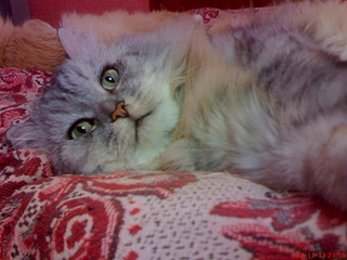 click for enlarge 1600 X 1200 846.5 Kb picture