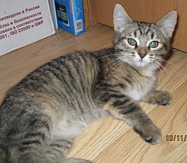 click for enlarge 1255 X 1100 437.3 Kb picture