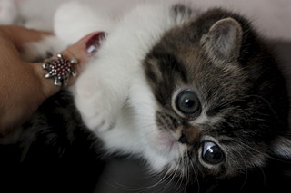 click for enlarge 1920 X 1280 337.7 Kb picture