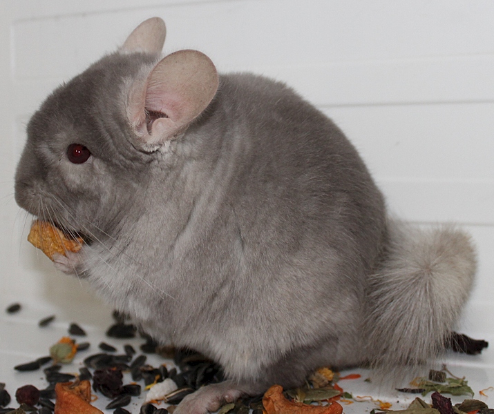 click for enlarge 1467 X 1231 696.9 Kb picture