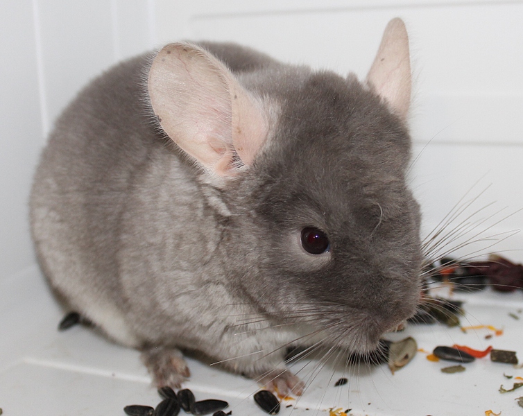 click for enlarge 1534 X 1219 693.5 Kb picture