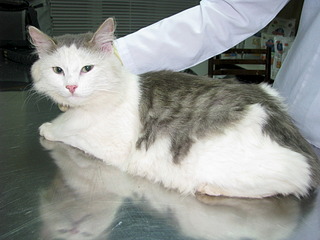 click for enlarge 1920 X 1440 554.8 Kb picture