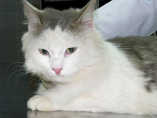 click for enlarge 1920 X 1440 561.5 Kb picture