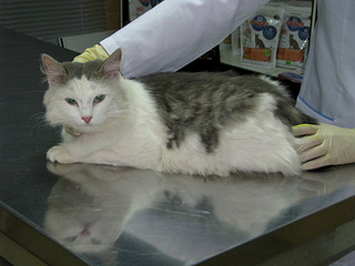 click for enlarge 1920 X 1440 552.8 Kb picture