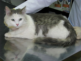 click for enlarge 1920 X 1440 556.1 Kb picture