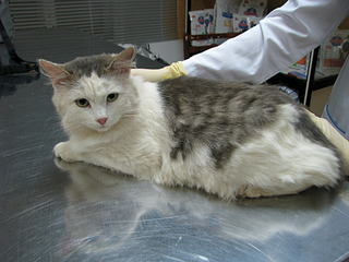 click for enlarge 1920 X 1440 619.0 Kb picture