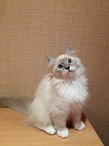 click for enlarge 1920 X 2560 363.2 Kb picture