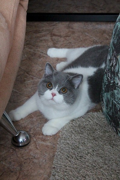 click for enlarge 682 X 1024 135.6 Kb picture