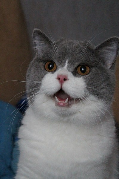 click for enlarge 682 X 1024 107.0 Kb picture