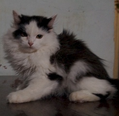 click for enlarge 1920 X 1872 848.2 Kb picture