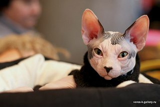 click for enlarge 604 X 403 28.9 Kb picture