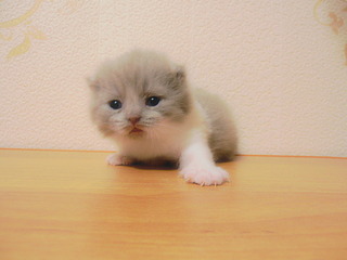 click for enlarge 1920 X 1440 321.3 Kb picture