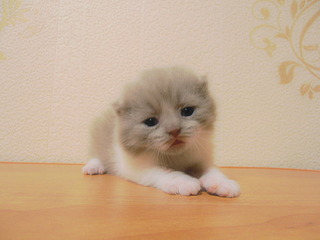 click for enlarge 1920 X 1440 331.6 Kb picture