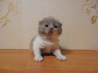 click for enlarge 1920 X 1440 760.5 Kb picture