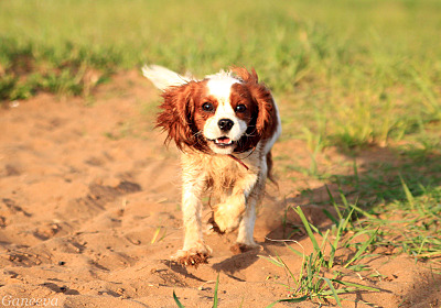 click for enlarge 800 X 560 139.9 Kb picture