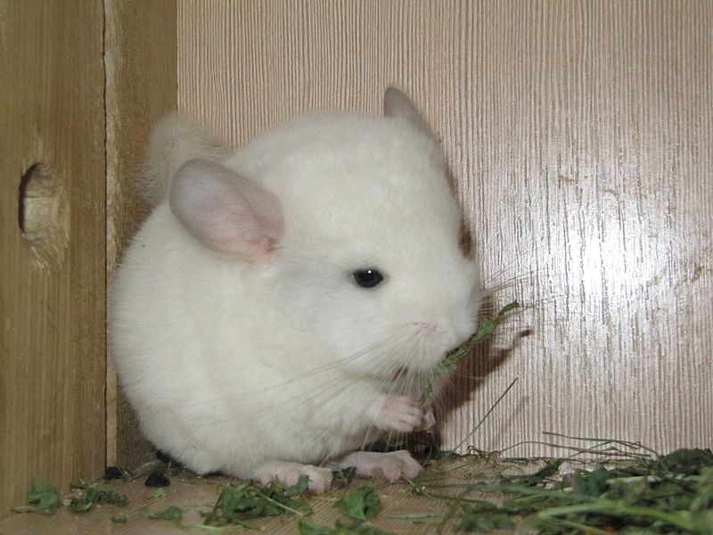 click for enlarge 1920 X 1440 658.1 Kb picture