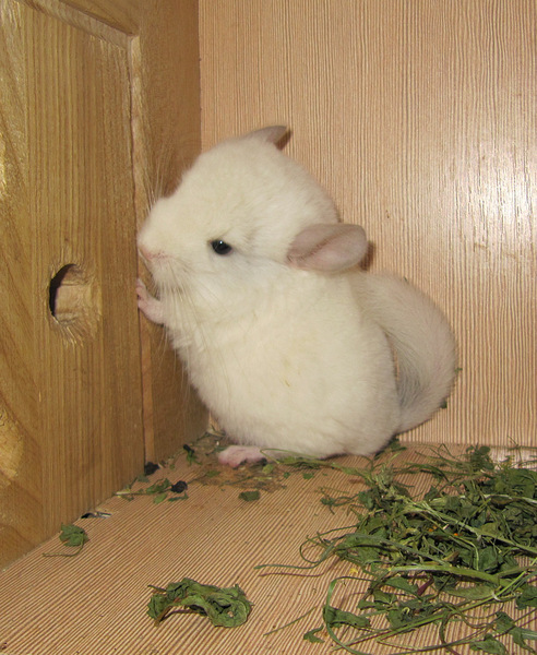 click for enlarge 1717 X 2093 861.6 Kb picture