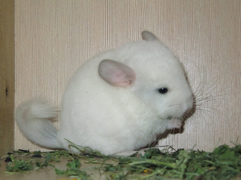 click for enlarge 1920 X 1440 597.2 Kb picture