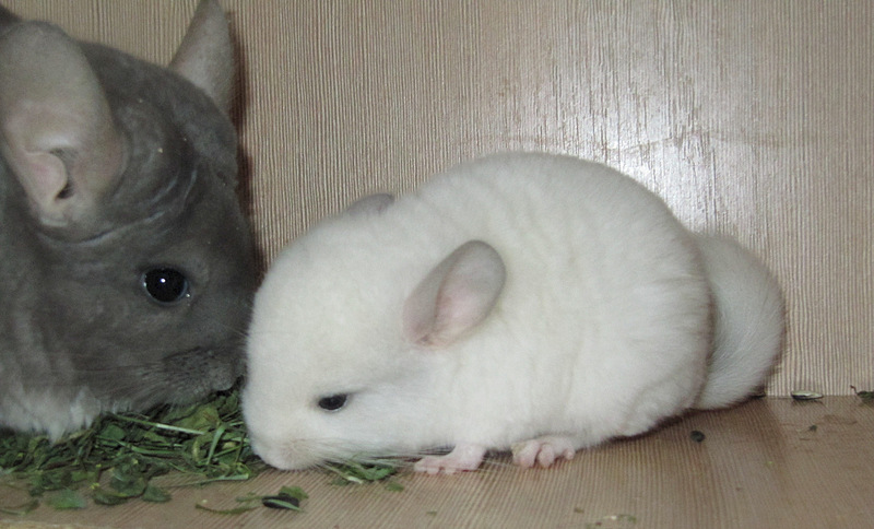 click for enlarge 1920 X 1162 570.9 Kb picture