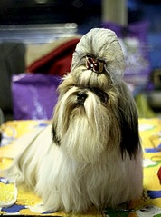 click for enlarge 450 X 604  67.7 Kb picture