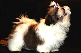 click for enlarge 600 X 399 170.7 Kb picture