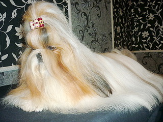 click for enlarge 500 X 375 114.0 Kb picture