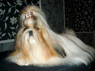 click for enlarge 500 X 375 104.1 Kb picture