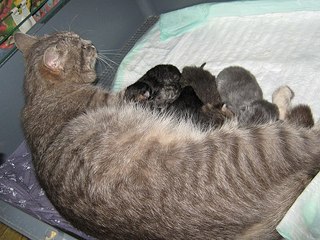 click for enlarge 604 X 453 73.6 Kb picture