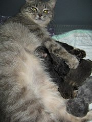 click for enlarge 453 X 604 62.0 Kb picture